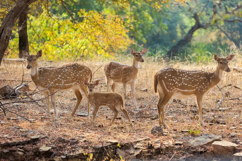 RanthamboreWildlife