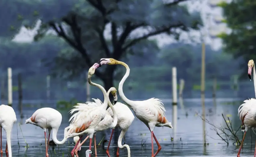 delhi-bharatpur-weekend-tour2