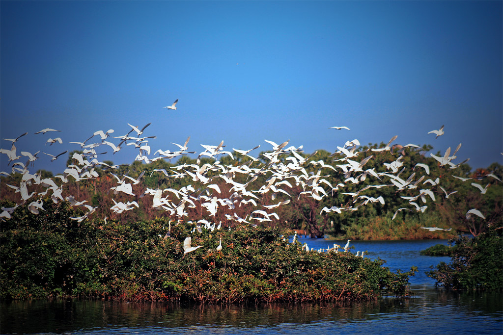 Quick Escapes from Chennai: Day Trip Ideas for Every Traveler​ Vedanthangal Bird Sanctuary - Wings of Serenity