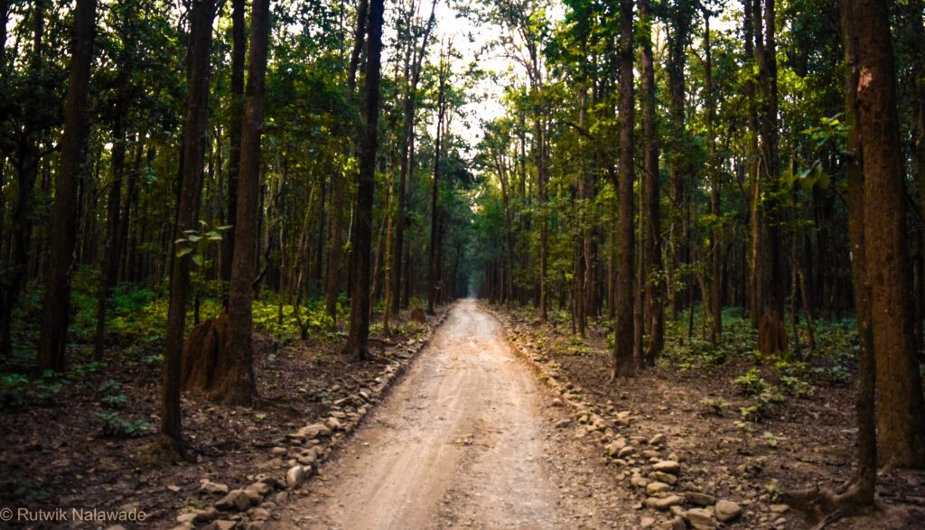 Adventurous Activities for Kids to Enjoy When in Uttarakhand - jim corbett national park