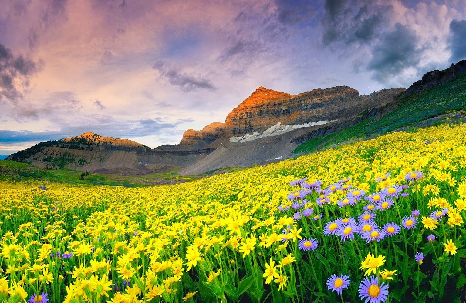 the valley of flowers