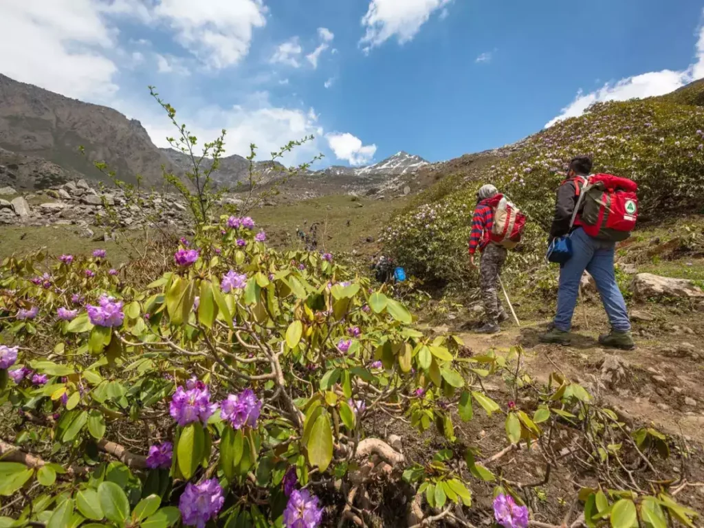 the valley of flowers