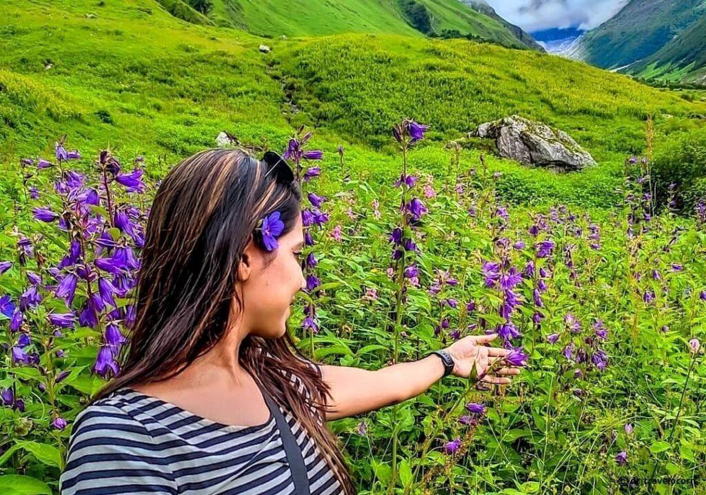 the valley of flowers